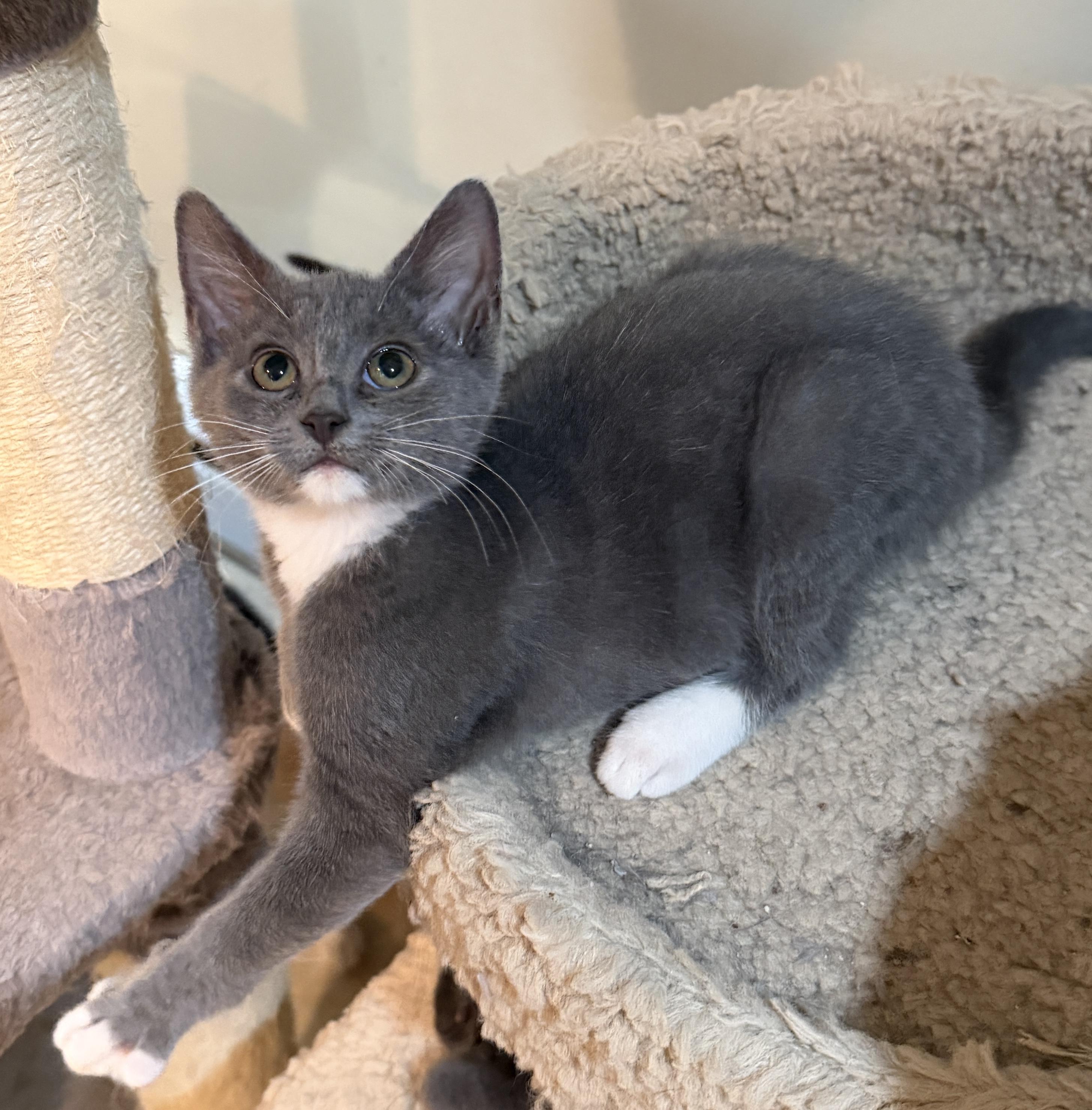 Enlarge Macy, an adopted Domestic Medium Hair in East Hanover, NJ image 2/2