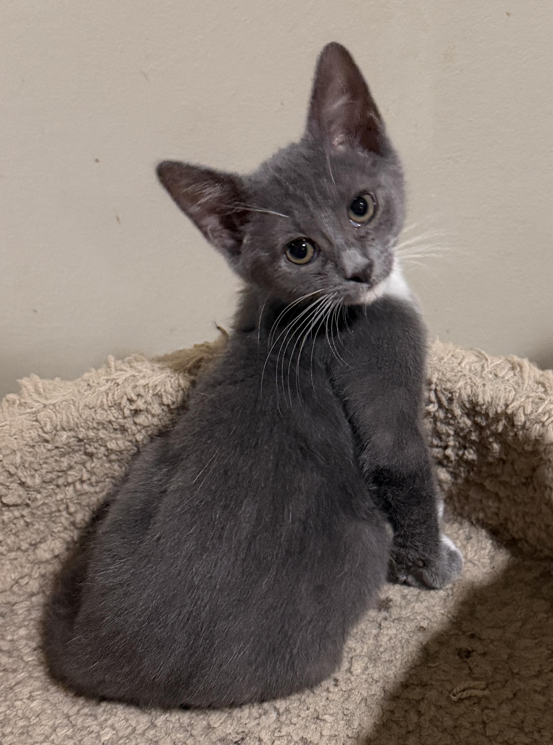 Macy, adopted, Kitten Female Domestic Medium Hair.