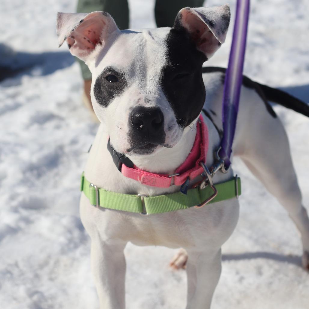 Fia, Adoptable, Young Female Mixed Breed.