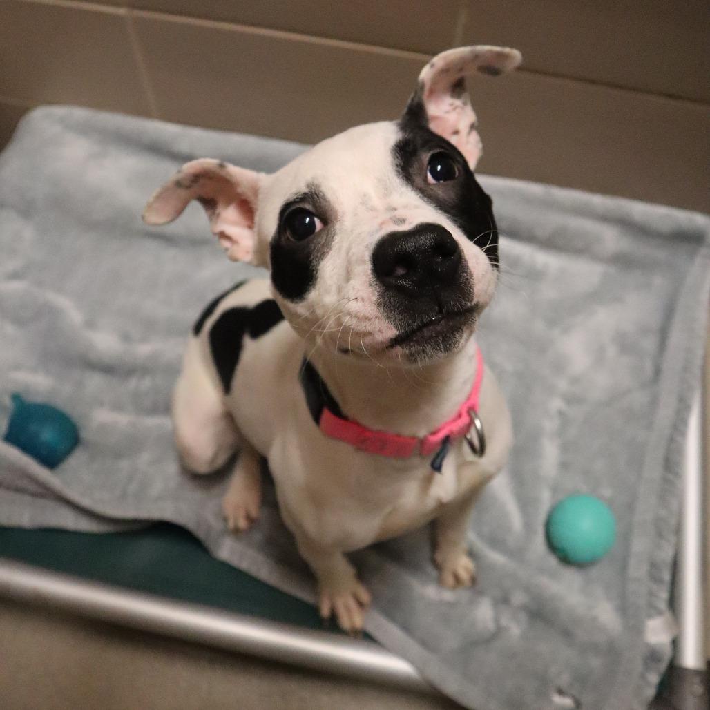 Enlarge Fia, a Adoptable Mixed Breed in Waukesha, WI image 1/1