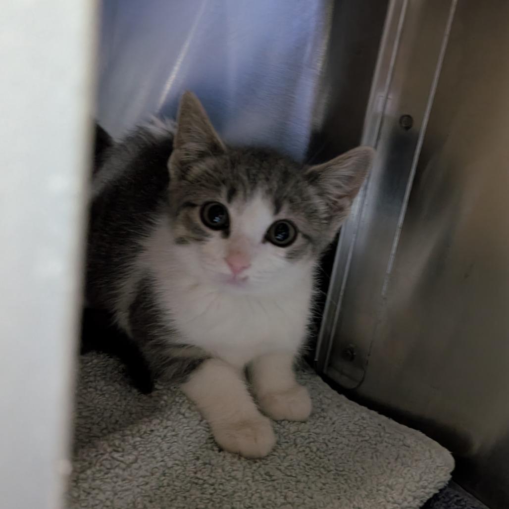 Gravy, Adoptable, Kitten Female Domestic Short Hair.