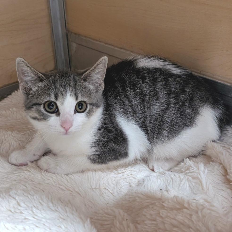 Enlarge Gravy, a Adoptable Domestic Short Hair in Brookfield, WI image 2/2