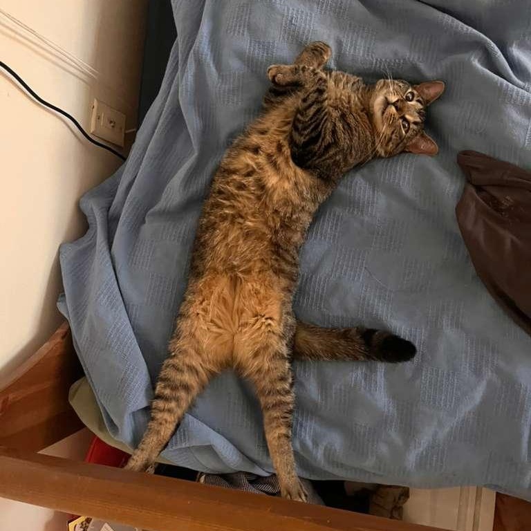 Remy, ADOPTABLE, Adult Male Tabby.