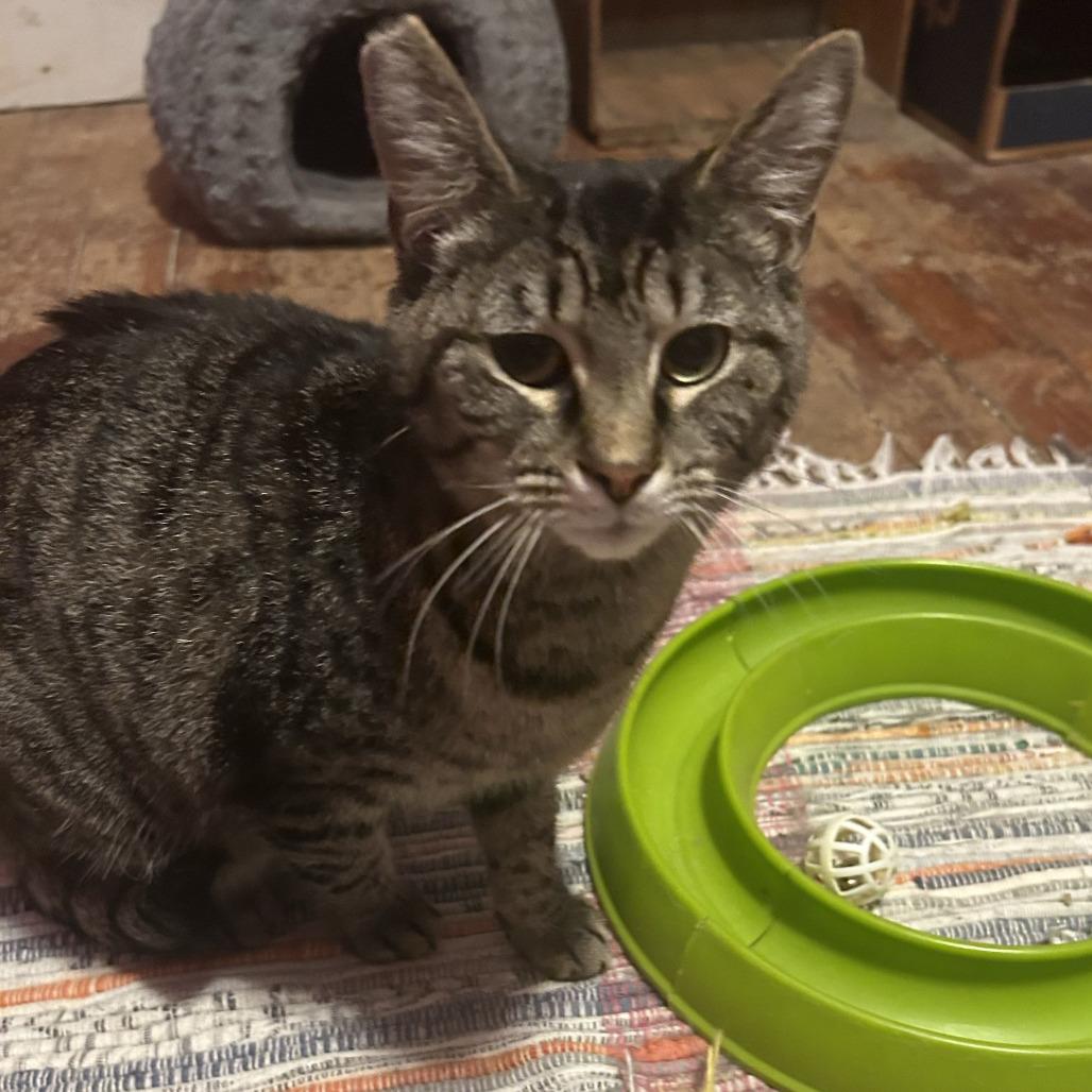 Taylor, Adoptable, Adult Female Domestic Short Hair.