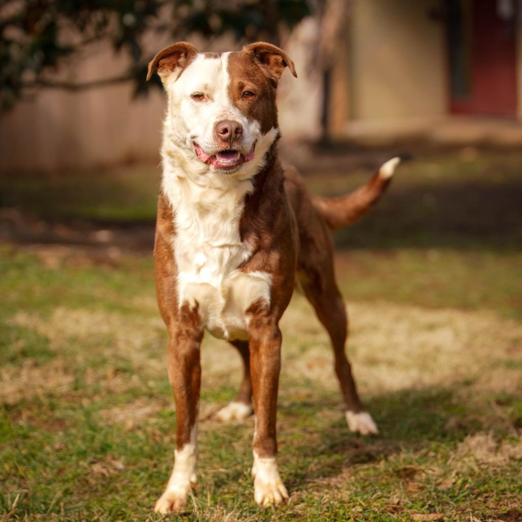 Cosmo, Adoptable, Adult Male Pit Bull Terrier & Border Collie.