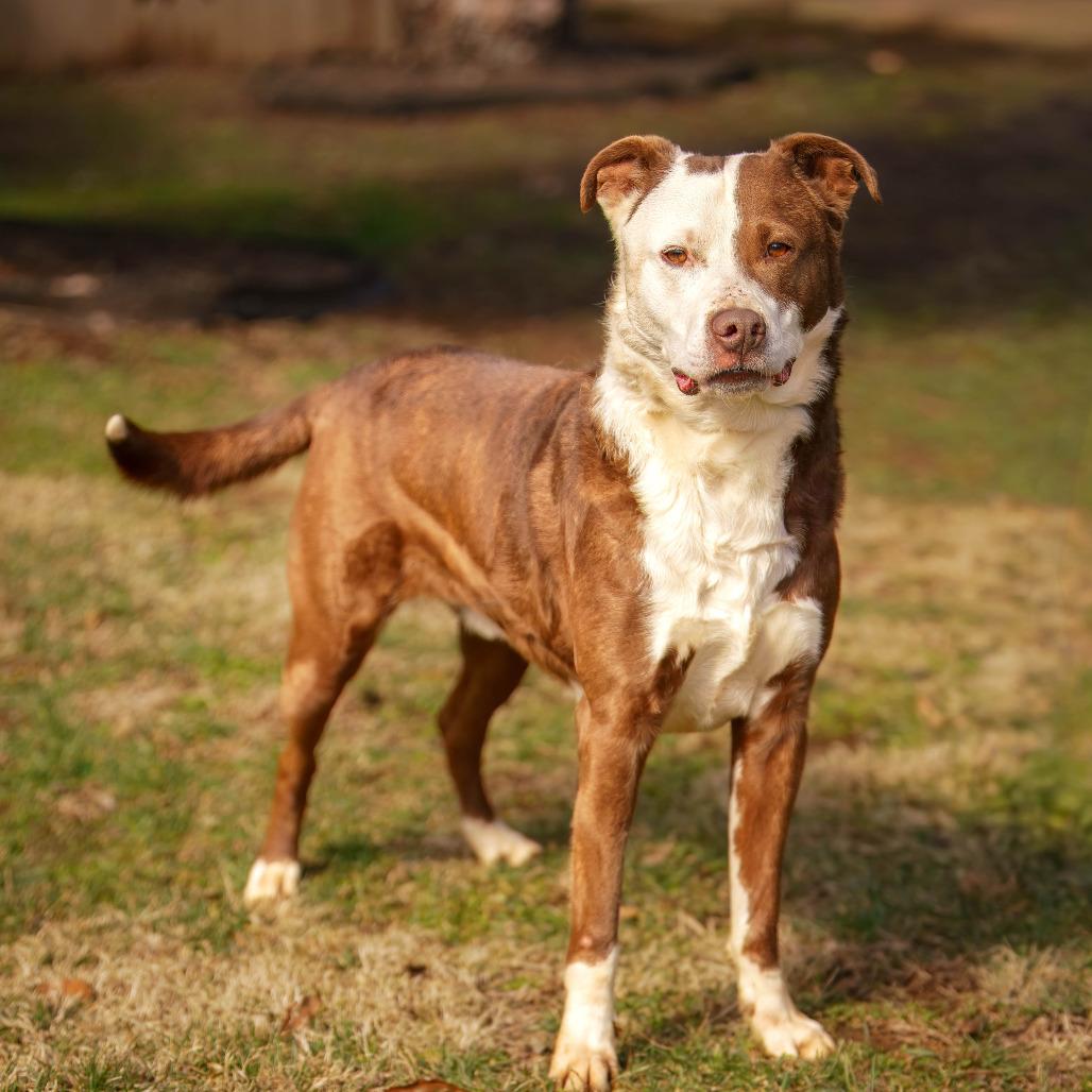 Enlarge Cosmo, a Adoptable mixed breed in Versailles, KY image 2/4