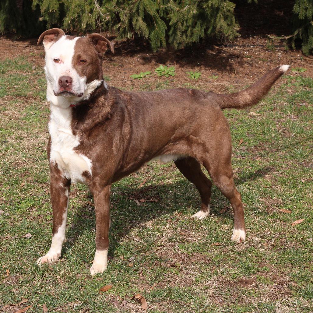 Enlarge Cosmo, a Adoptable mixed breed in Versailles, KY image 1/4
