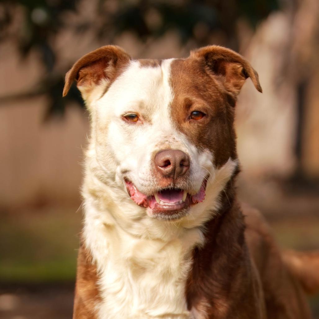 Enlarge Cosmo, a Adoptable mixed breed in Versailles, KY image 2/4