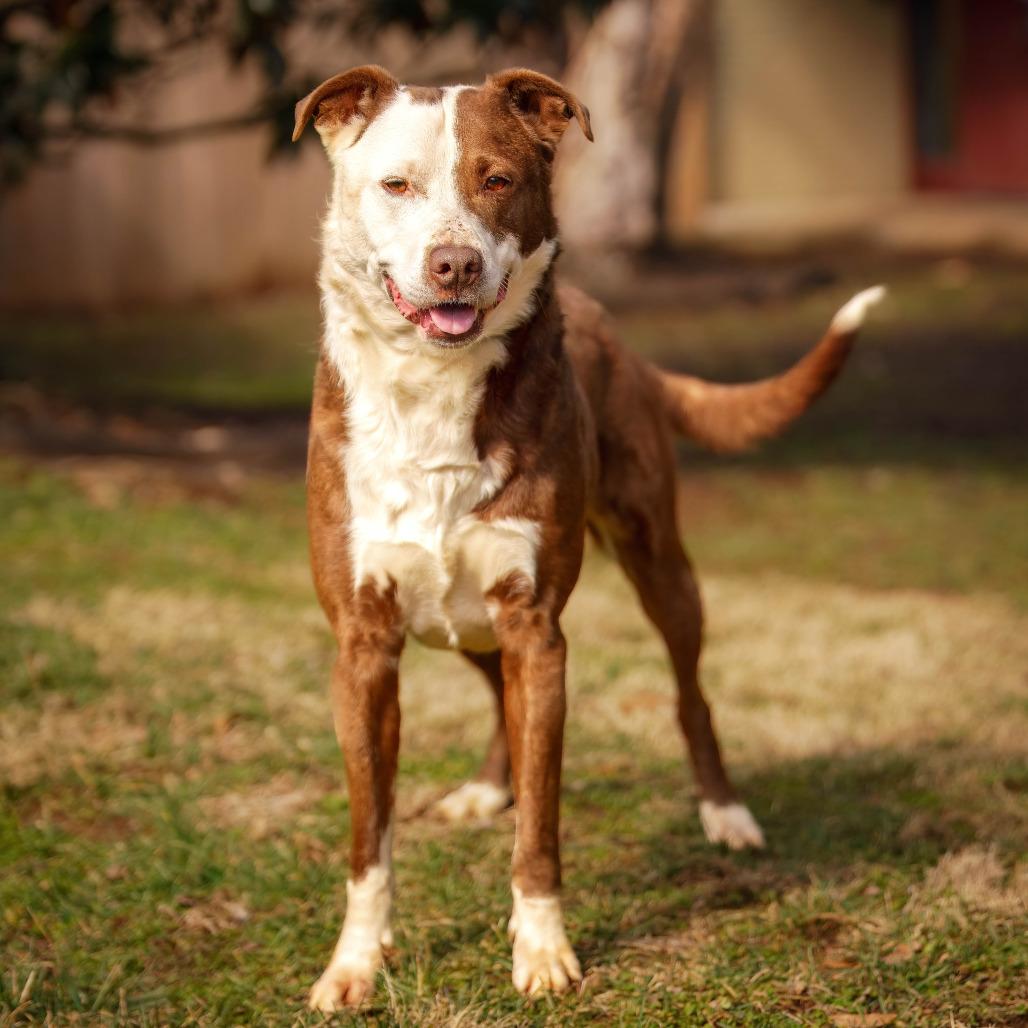 Enlarge Cosmo, a Adoptable mixed breed in Versailles, KY image 3/4