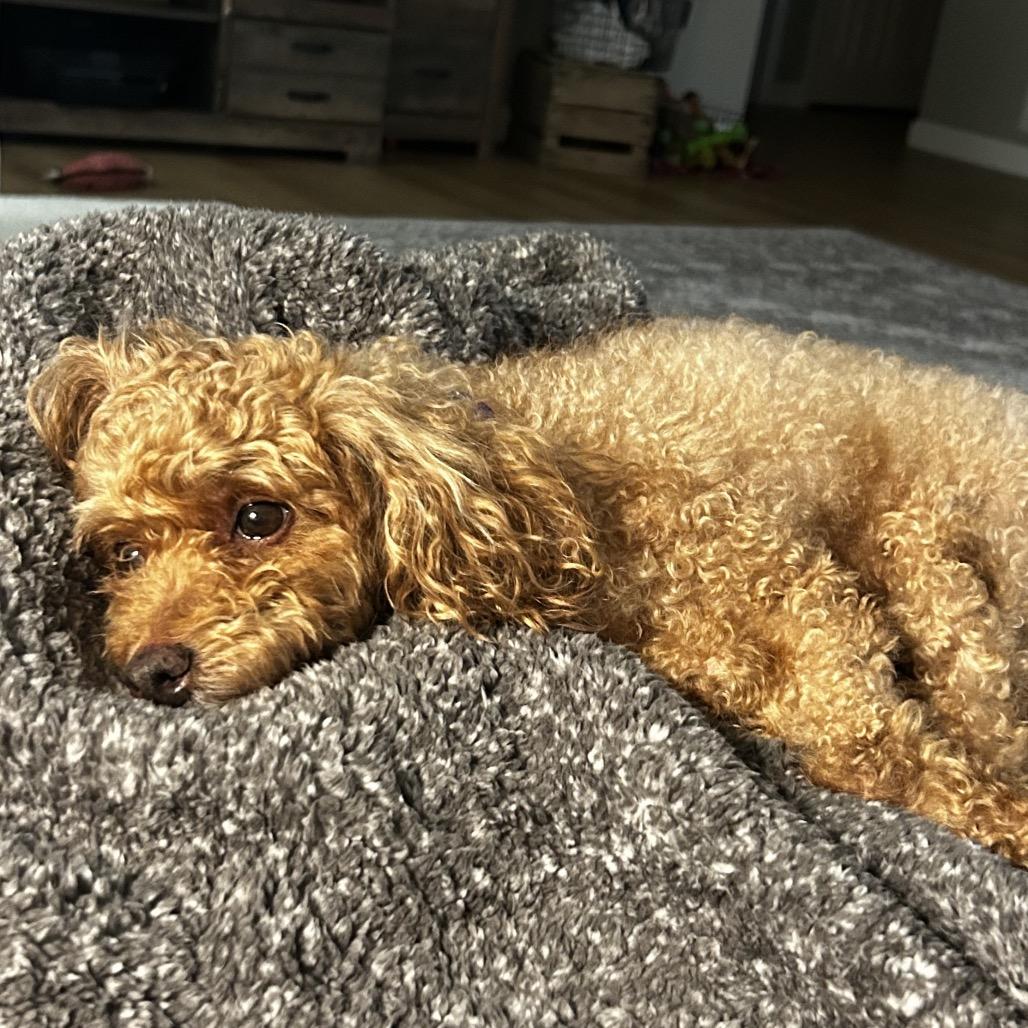 Eloise (Ellie), Adoptable, Adult Female Poodle.