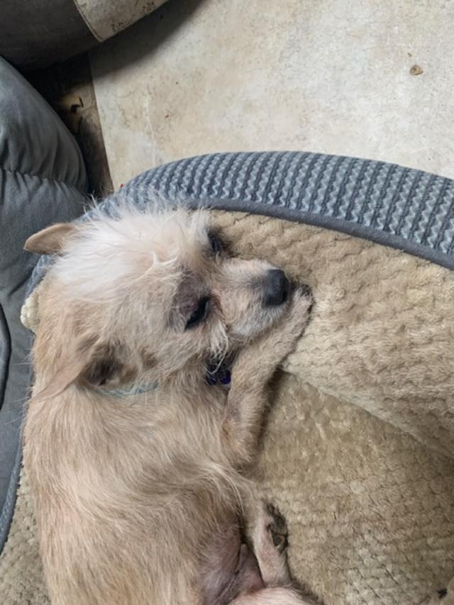 Enlarge WILLOW, a ADOPTABLE Chihuahua in Cary, NC image 2/3