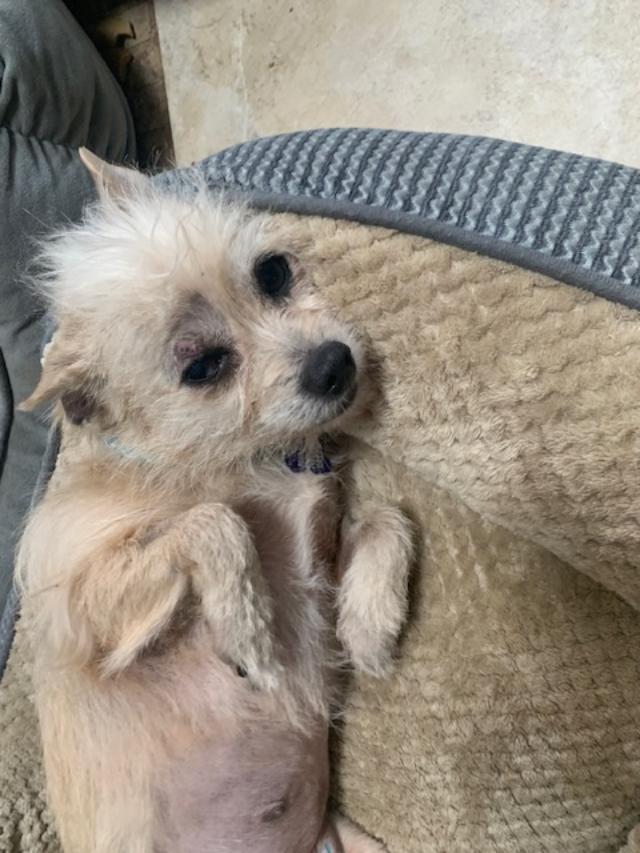 WILLOW, ADOPTABLE, Adult Female Chihuahua.