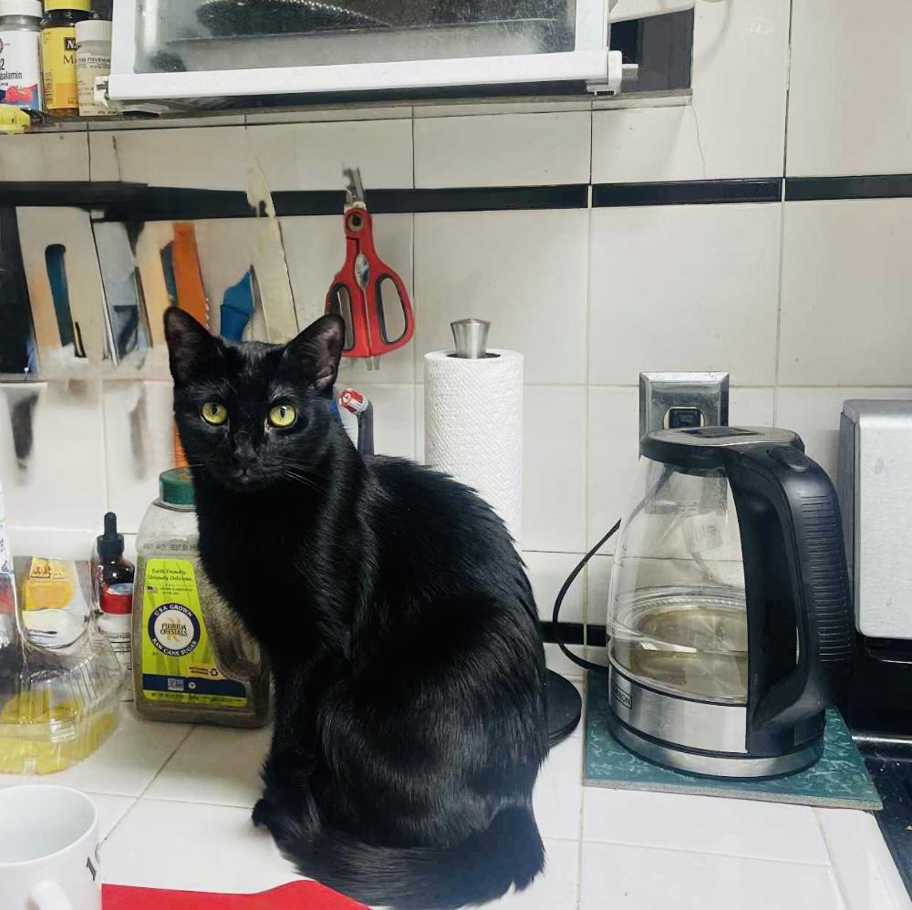 Pearl, a Adoptable Domestic Short Hair in Brooklyn, NY image 6/6