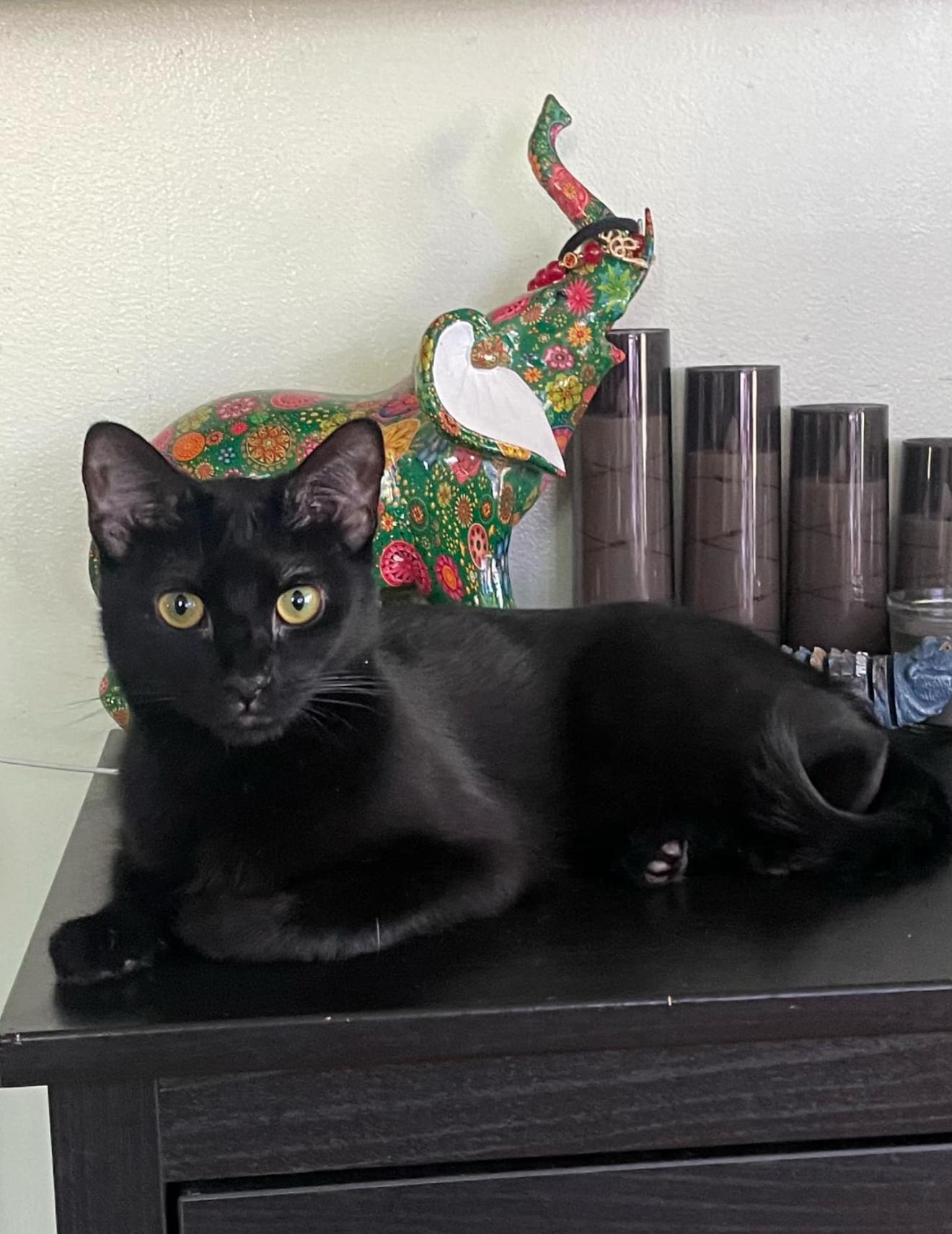 Pearl, a Adoptable Domestic Short Hair in Brooklyn, NY image 5/6