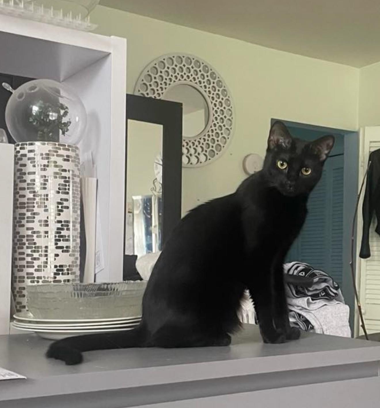 Pearl, a Adoptable Domestic Short Hair in Brooklyn, NY image 3/6