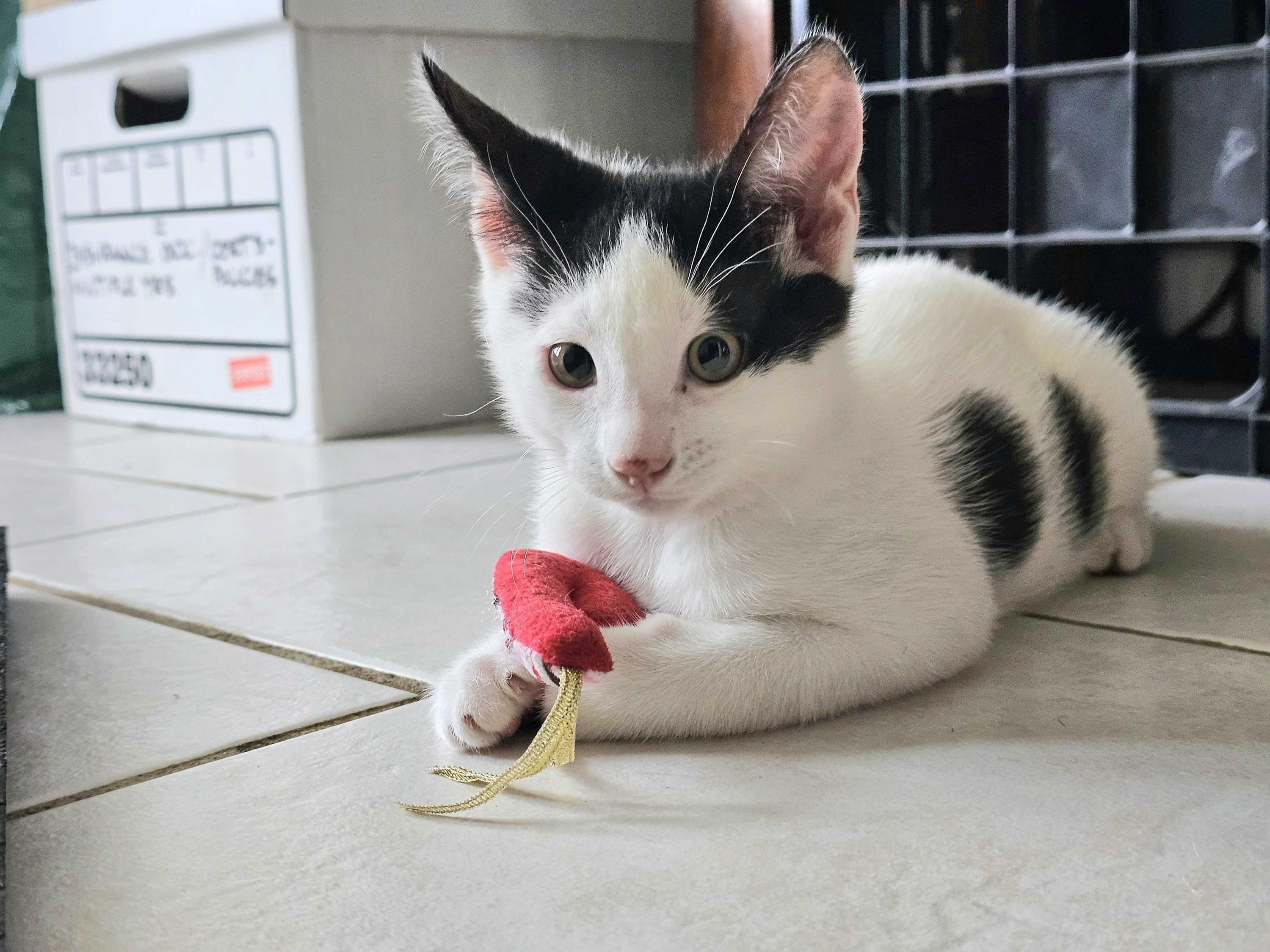 Flo (Bonded to Benny), ADOPTABLE, Kitten Male Domestic Short Hair.