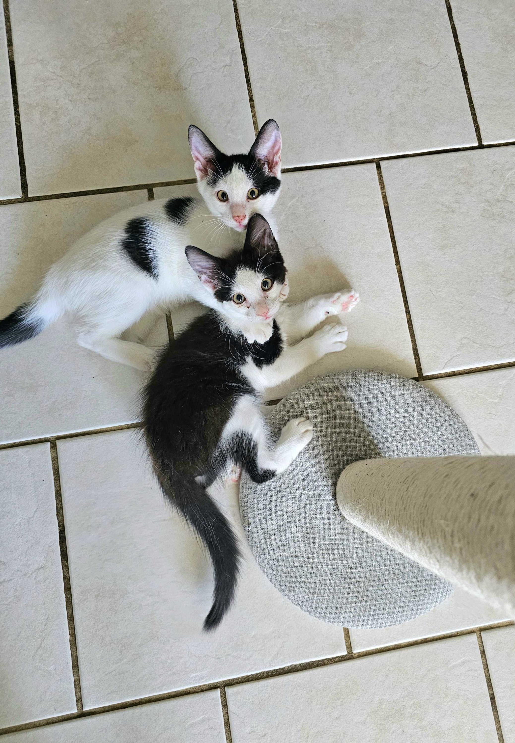 Enlarge Flo (Bonded to Benny), a ADOPTABLE Domestic Short Hair in Long Island City, NY image 3/6