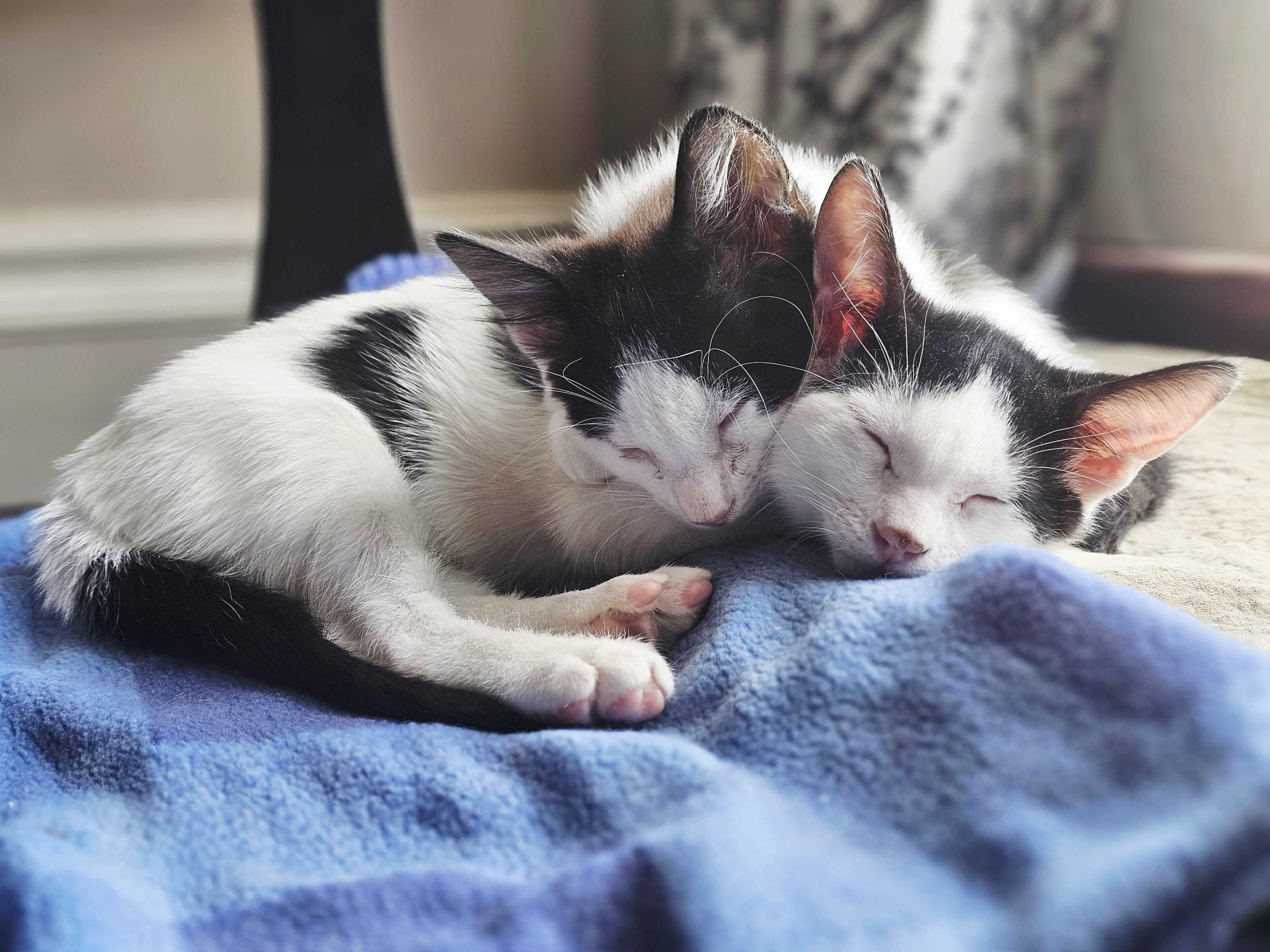 Enlarge Flo (Bonded to Benny), a ADOPTABLE Domestic Short Hair in Long Island City, NY image 4/6