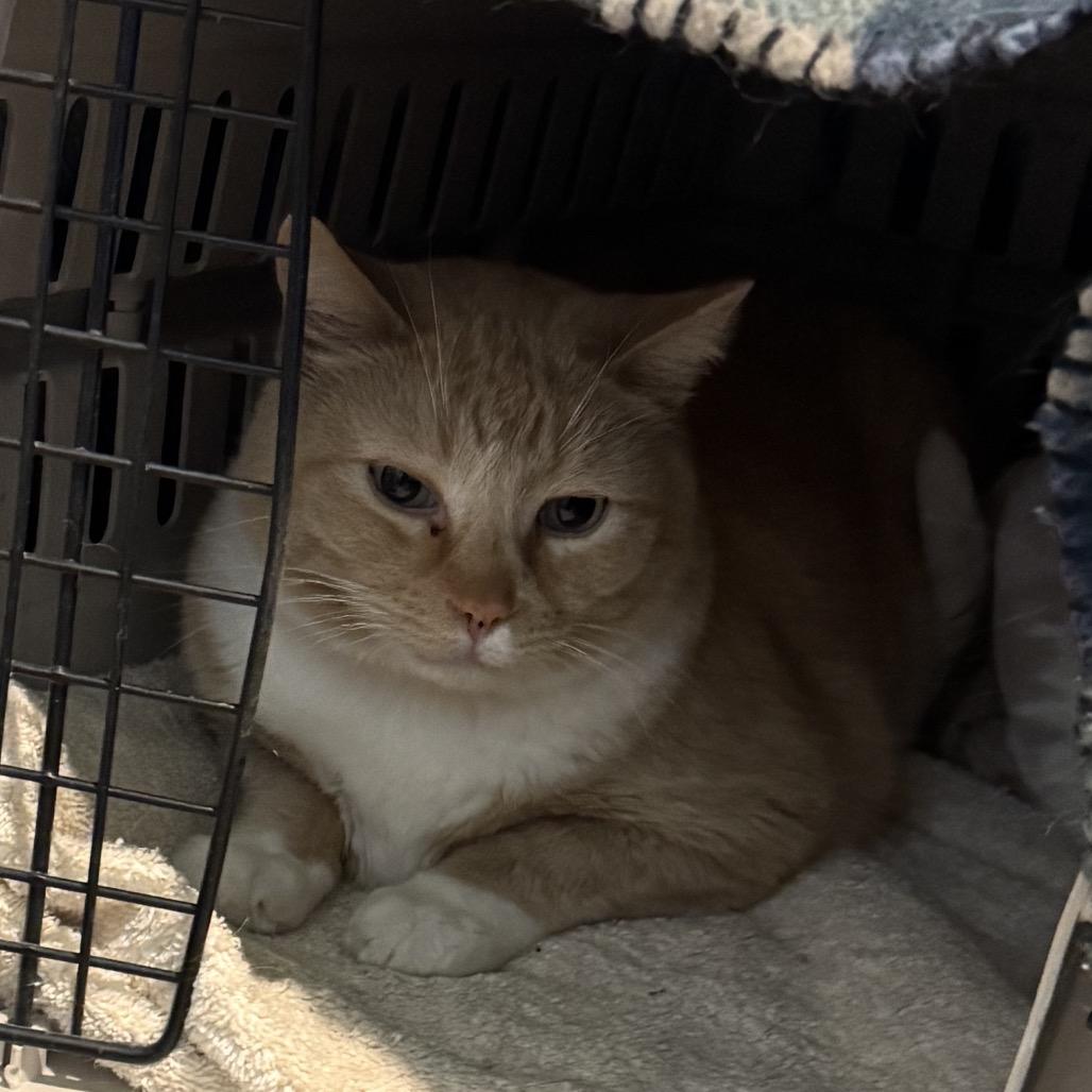 Saito, Adoptable, Adult Male Domestic Short Hair.