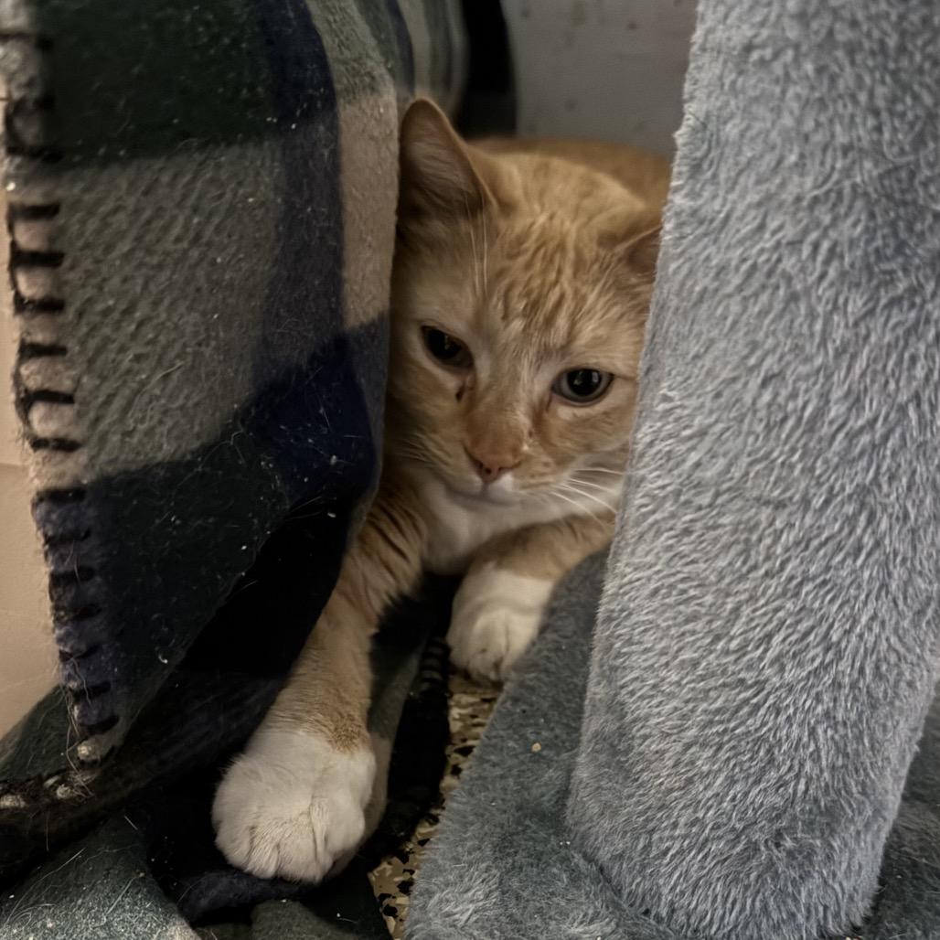 Enlarge Saito, a Adoptable Domestic Short Hair in Stagecoach, NV image 2/2