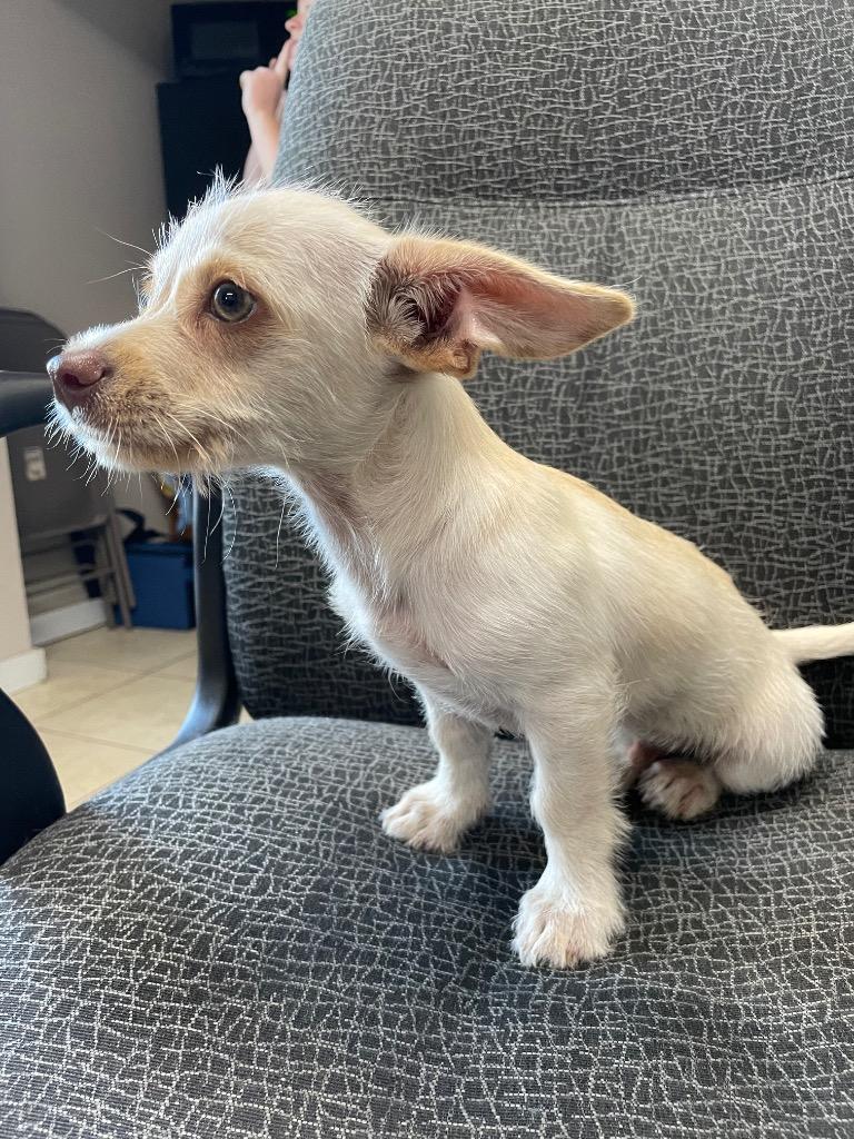 Enlarge Chip, a Adopted mixed breed in Wauchula, FL image 1/1