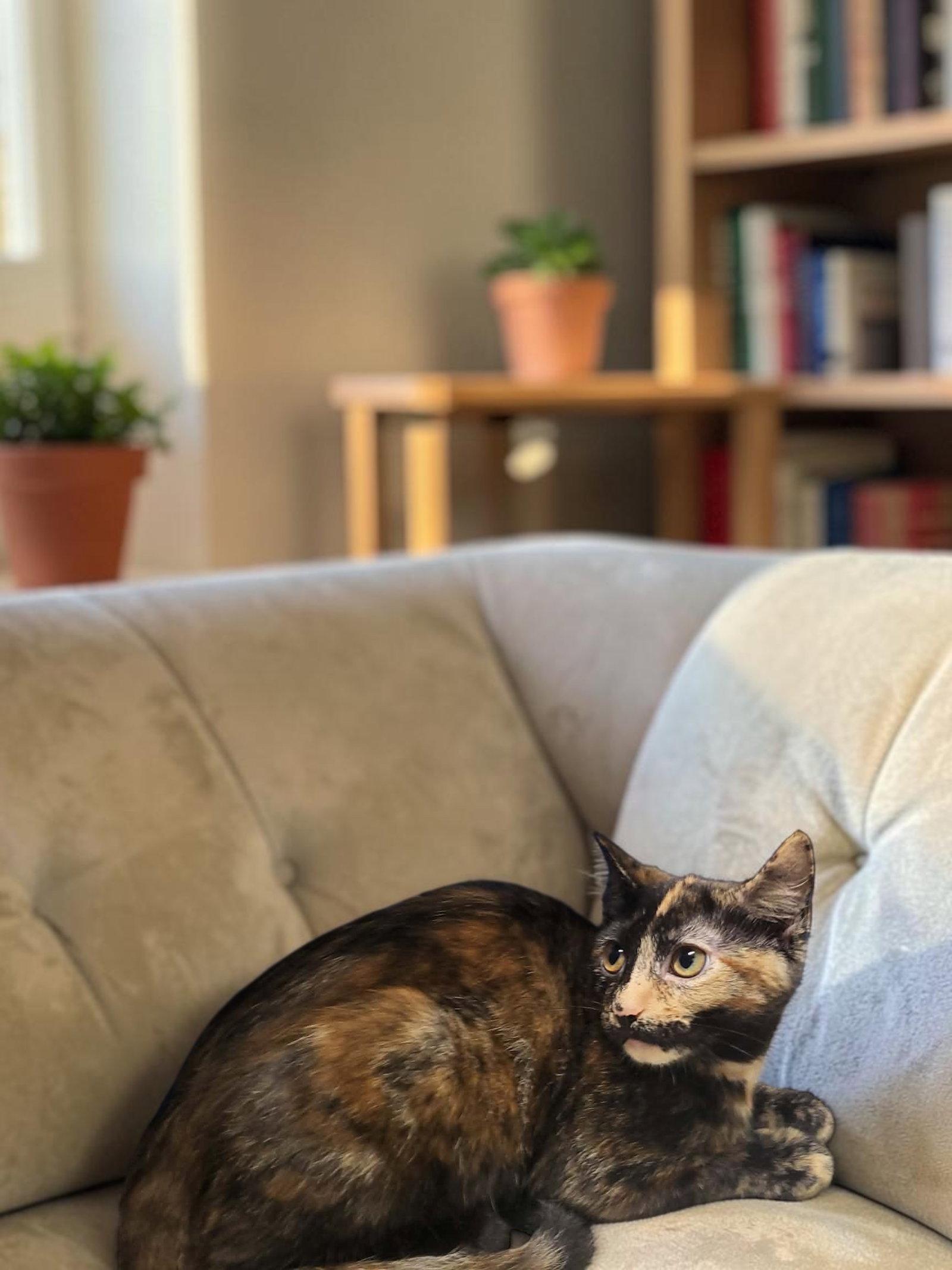 Firefly, Adopted, Kitten Female Domestic Short Hair.