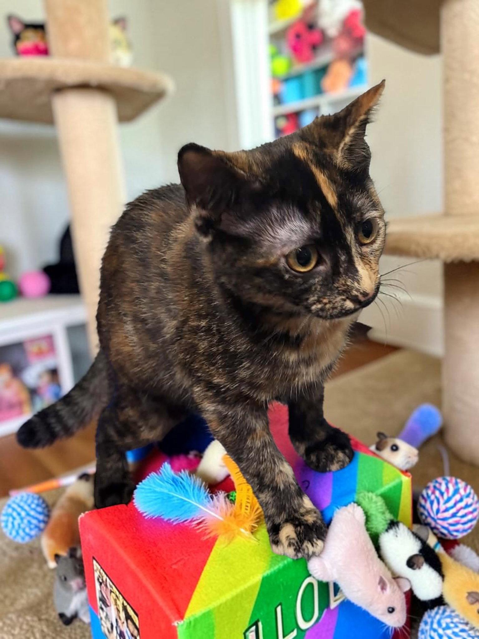 Firefly, a Adopted Domestic Short Hair in Champaign, IL image 2/3