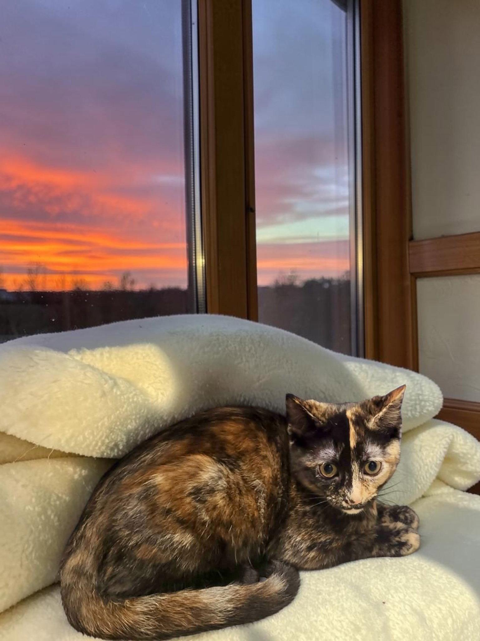 Firefly, a Adopted Domestic Short Hair in Champaign, IL image 3/3