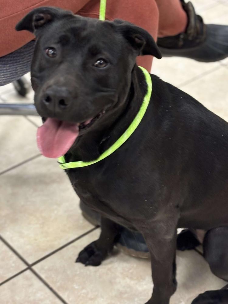 Enlarge Lolli, a Adoptable mixed breed in Pottstown, PA image 1/6