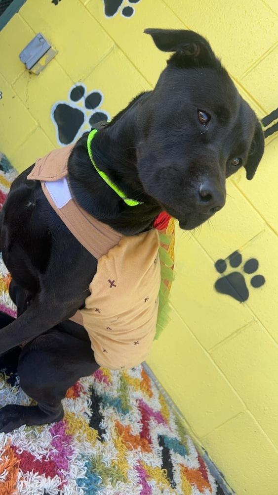 Enlarge Lolli, a Adoptable mixed breed in Pottstown, PA image 2/6