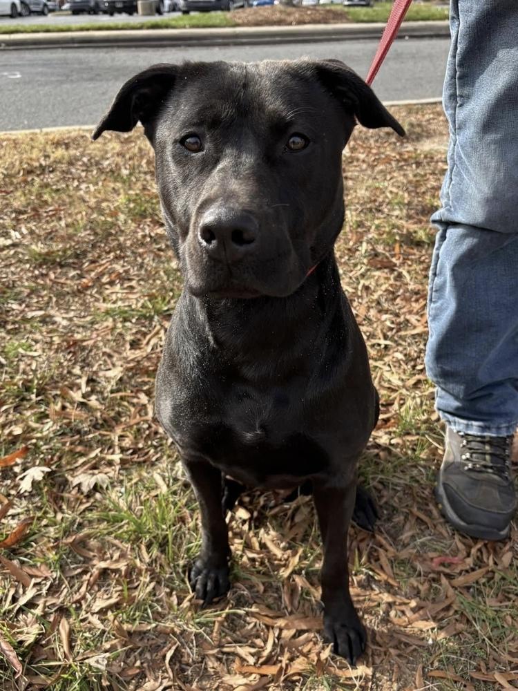 Enlarge Lolli, a Adoptable mixed breed in Pottstown, PA image 3/6