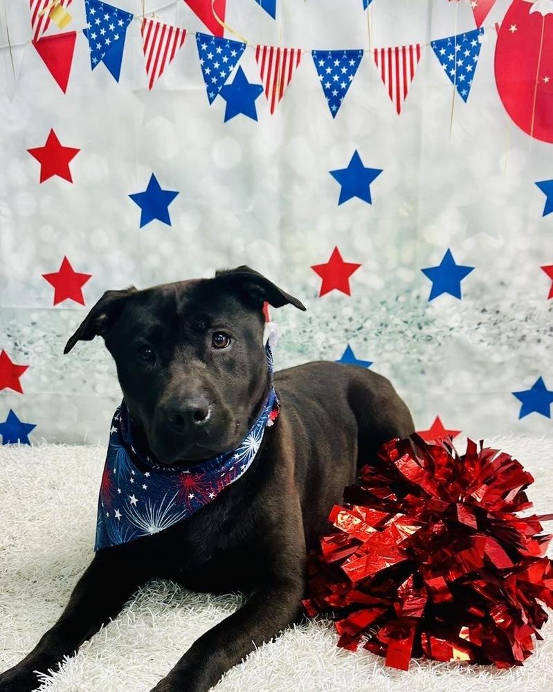 Lolli, Adoptable, Adult Female Pit Bull Terrier & Labrador Retriever.