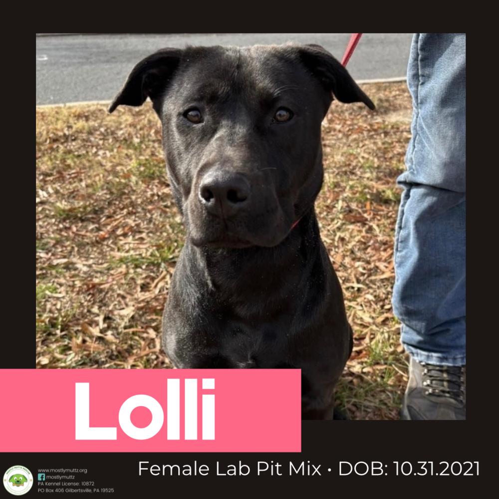 Enlarge Lolli, a Adoptable mixed breed in Pottstown, PA image 4/5