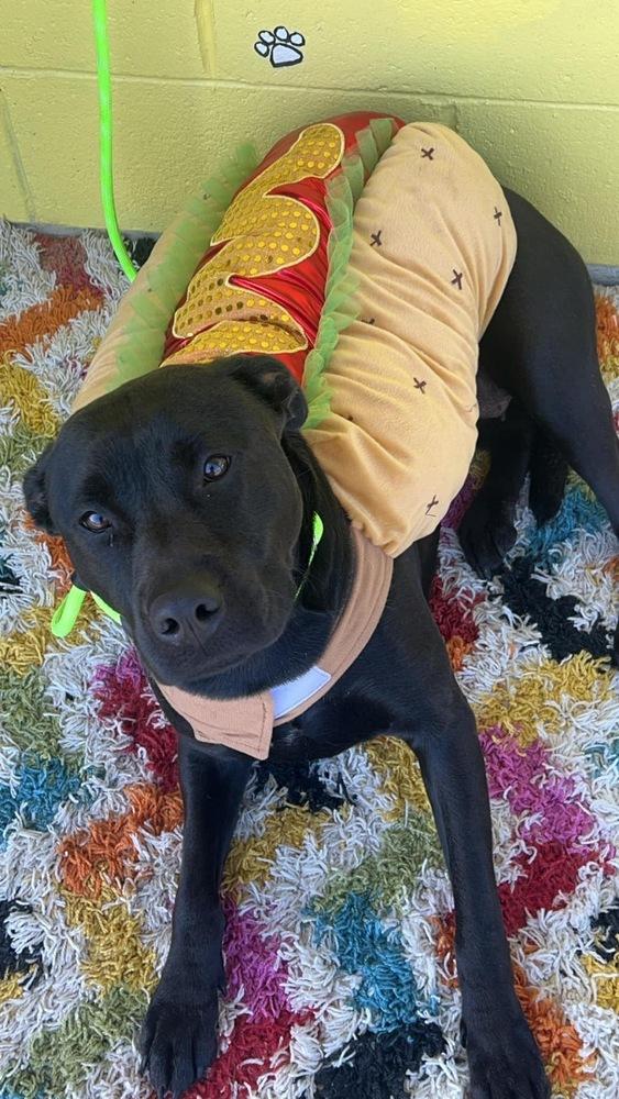 Enlarge Lolli, a Adoptable mixed breed in Pottstown, PA image 5/6