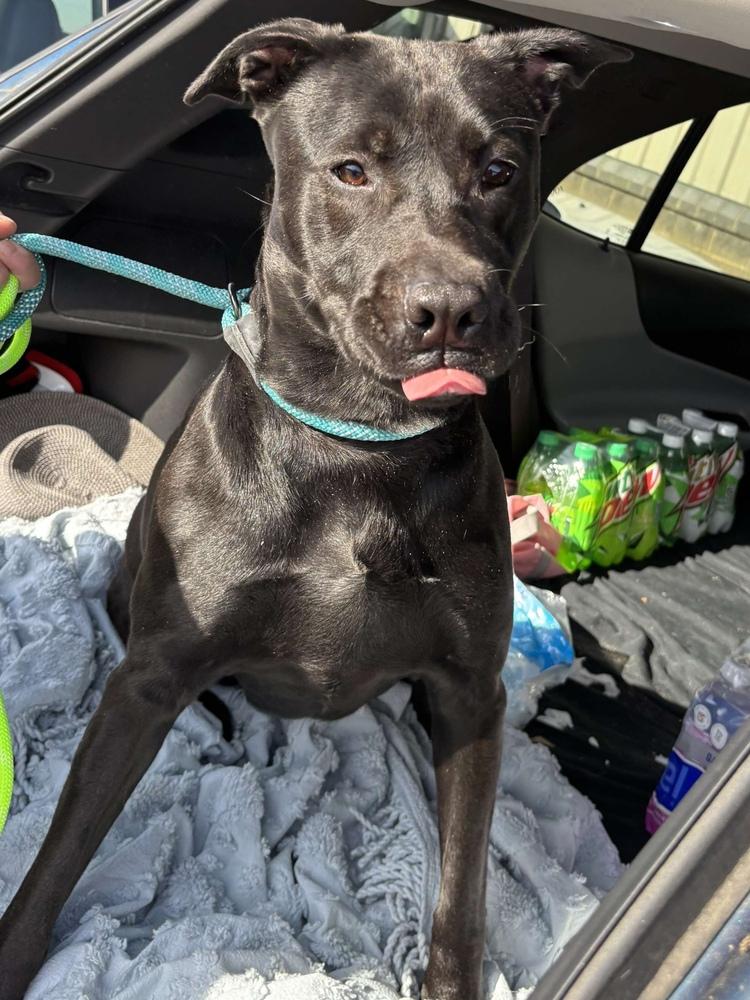 Enlarge Lolli, a Adoptable mixed breed in Pottstown, PA image 6/6