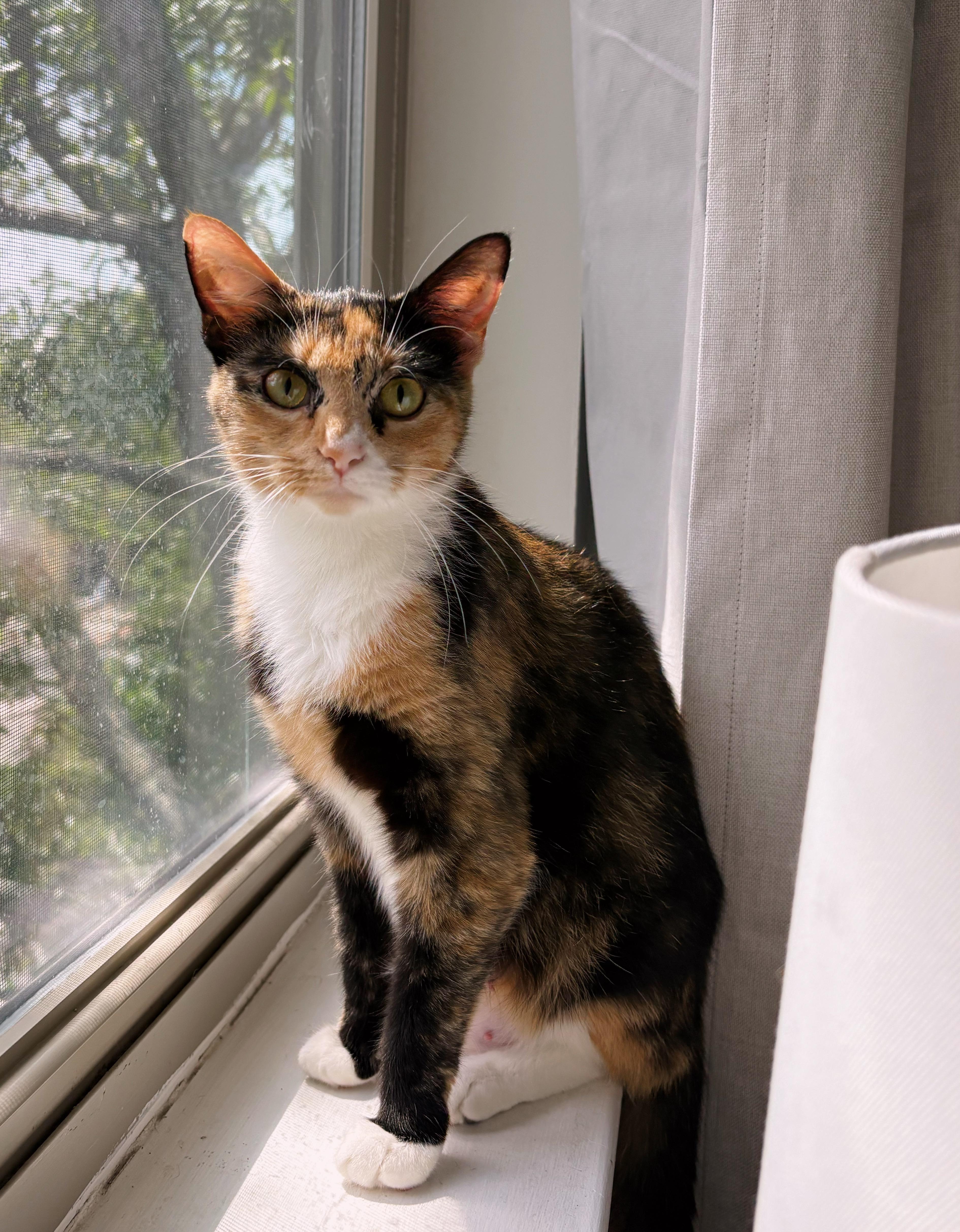 Enlarge Muffin, a ADOPTABLE mixed breed in Mount Pleasant, SC image 1/1