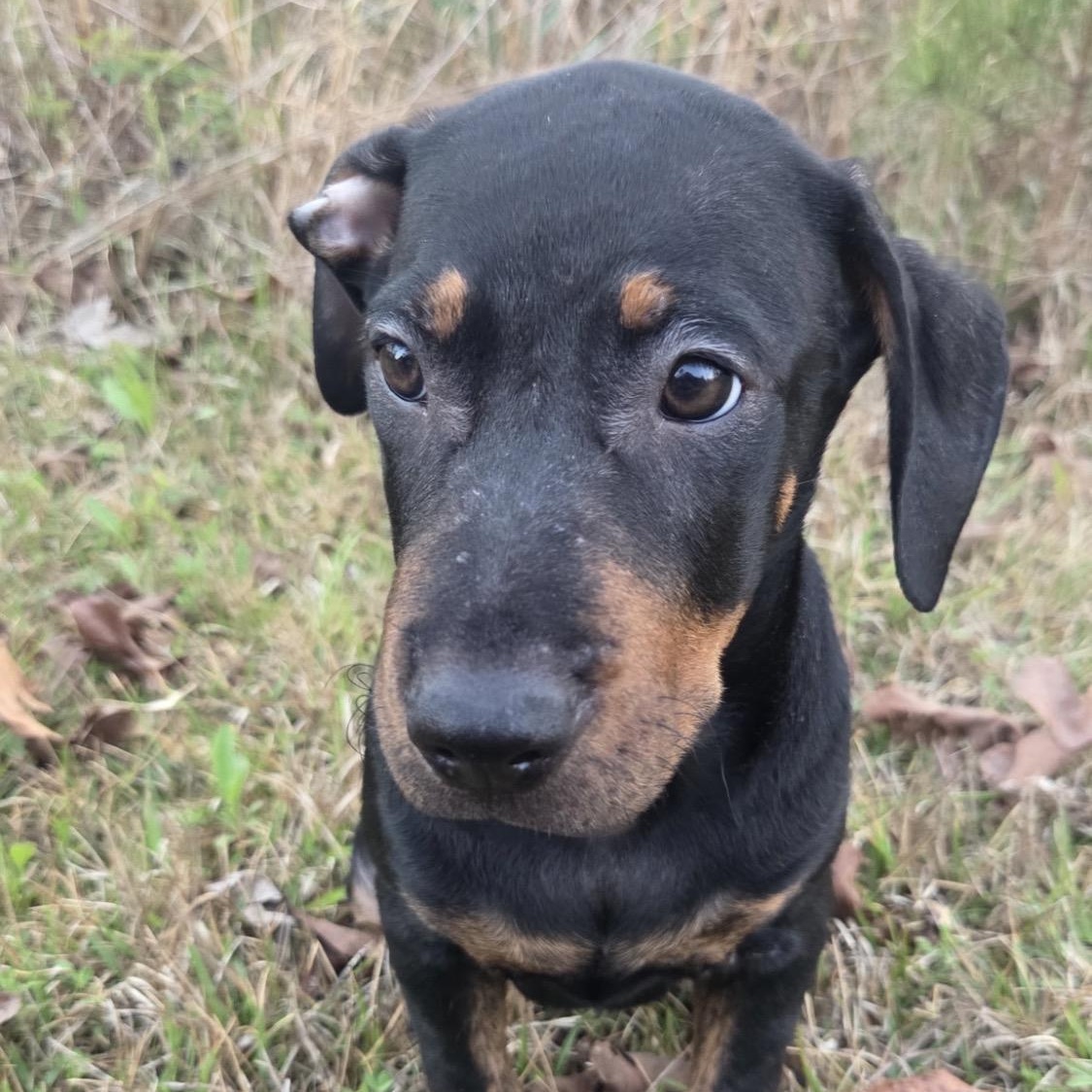 Enlarge Rosie, a Adoptable mixed breed in Harrisburg, PA image 3/6