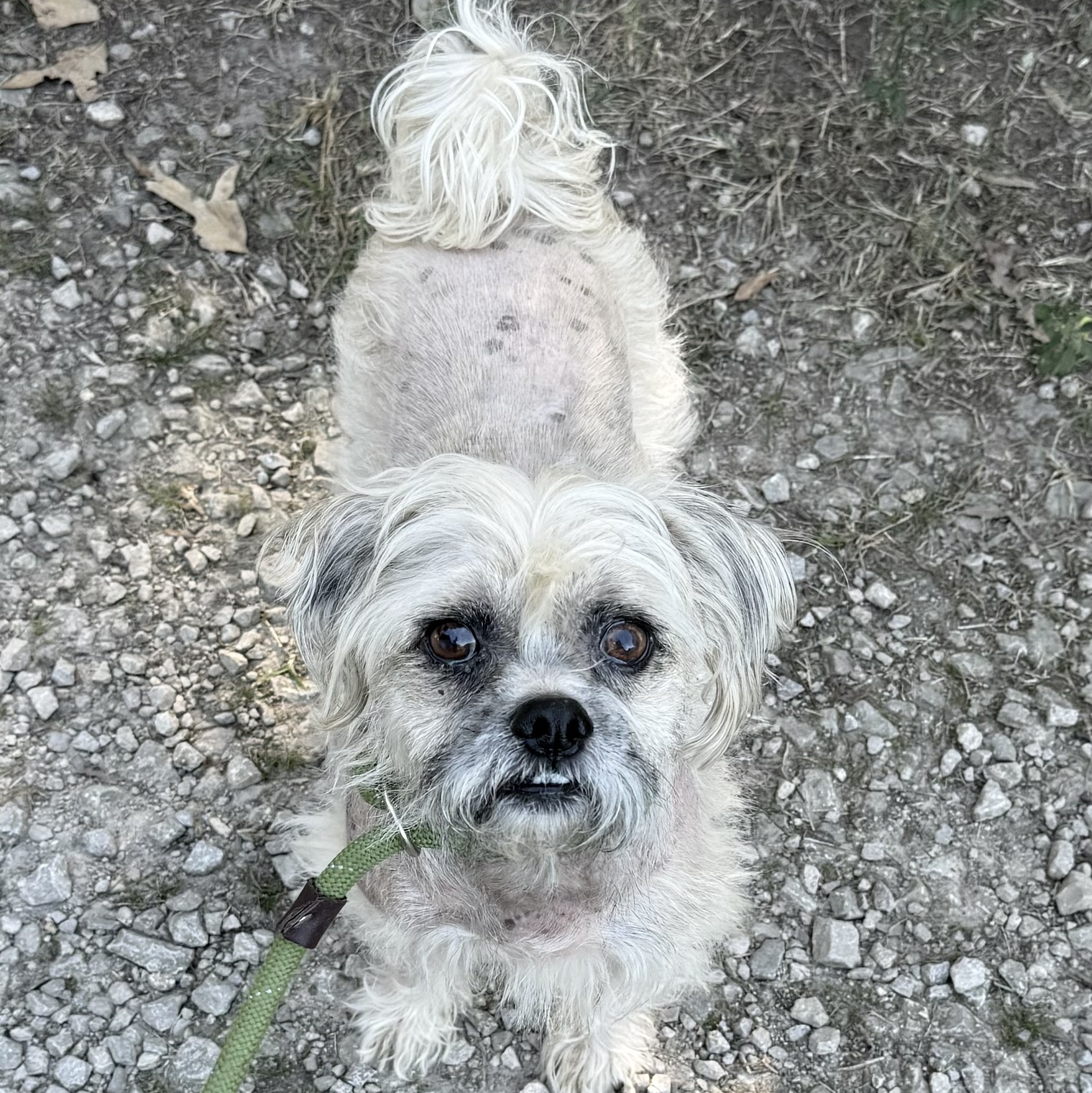 Dog for adoption Beaux so adorable!!, a Lhasa Apso Mix in Allentown