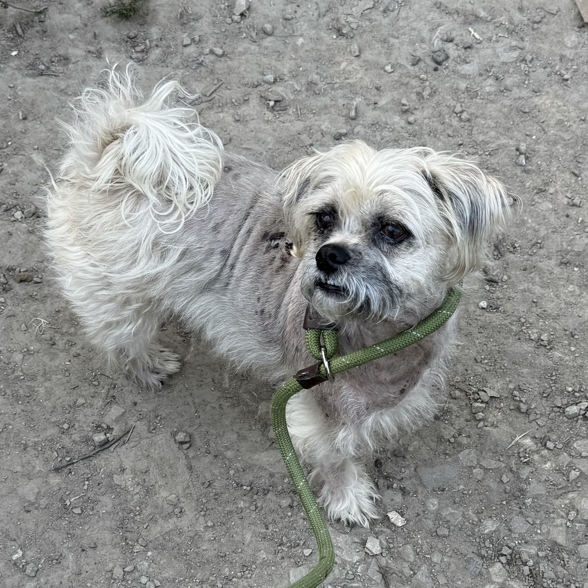Dog for adoption Beaux so adorable!!, a Lhasa Apso Mix in Allentown