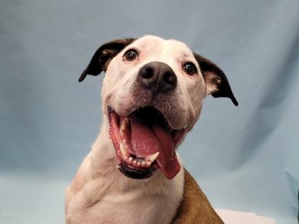 Enlarge Brewster, a Adoptable mixed breed in Golden Valley, MN image 1/3