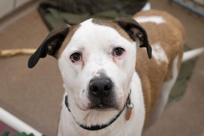 Enlarge Brewster, a Adoptable mixed breed in Golden Valley, MN image 2/3