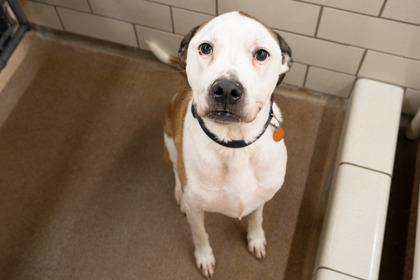 Enlarge Brewster, a Adoptable mixed breed in Golden Valley, MN image 3/3