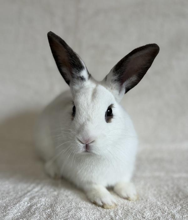 Reginald, Adoptable, Baby Male Rex.