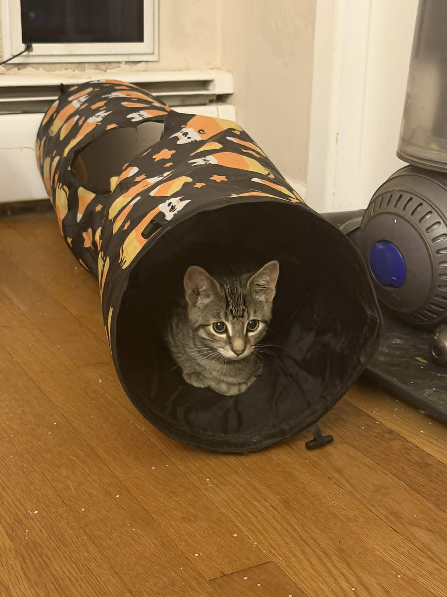 Loki, a ADOPTABLE Tabby in Haworth, NJ image 5/6
