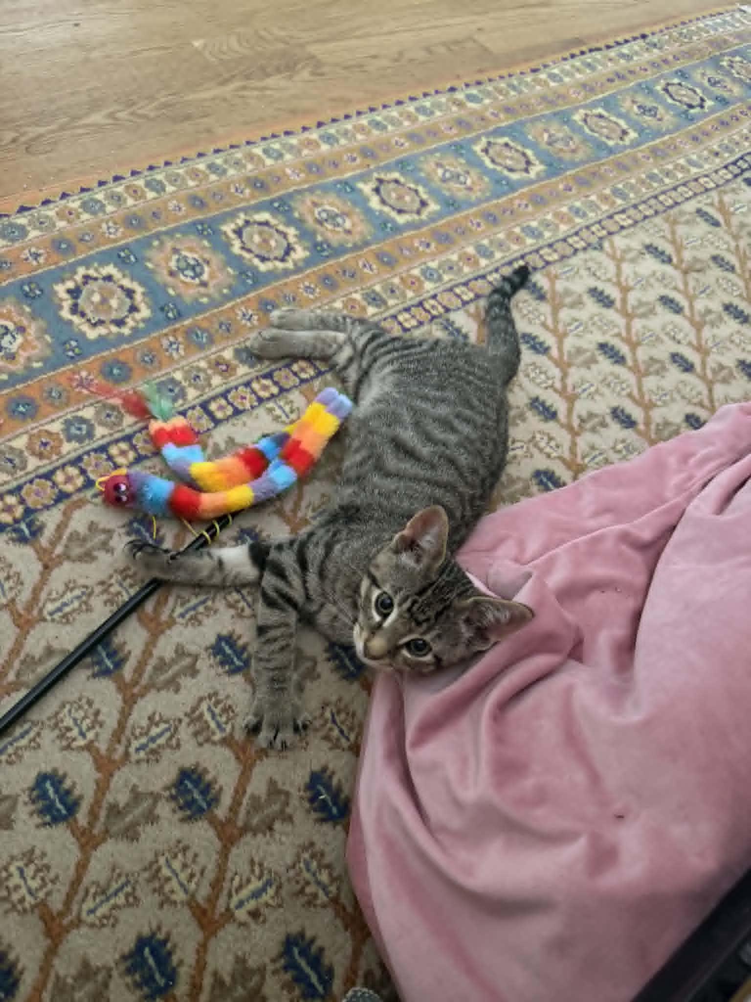 Loki, a ADOPTABLE Tabby in Haworth, NJ image 6/6