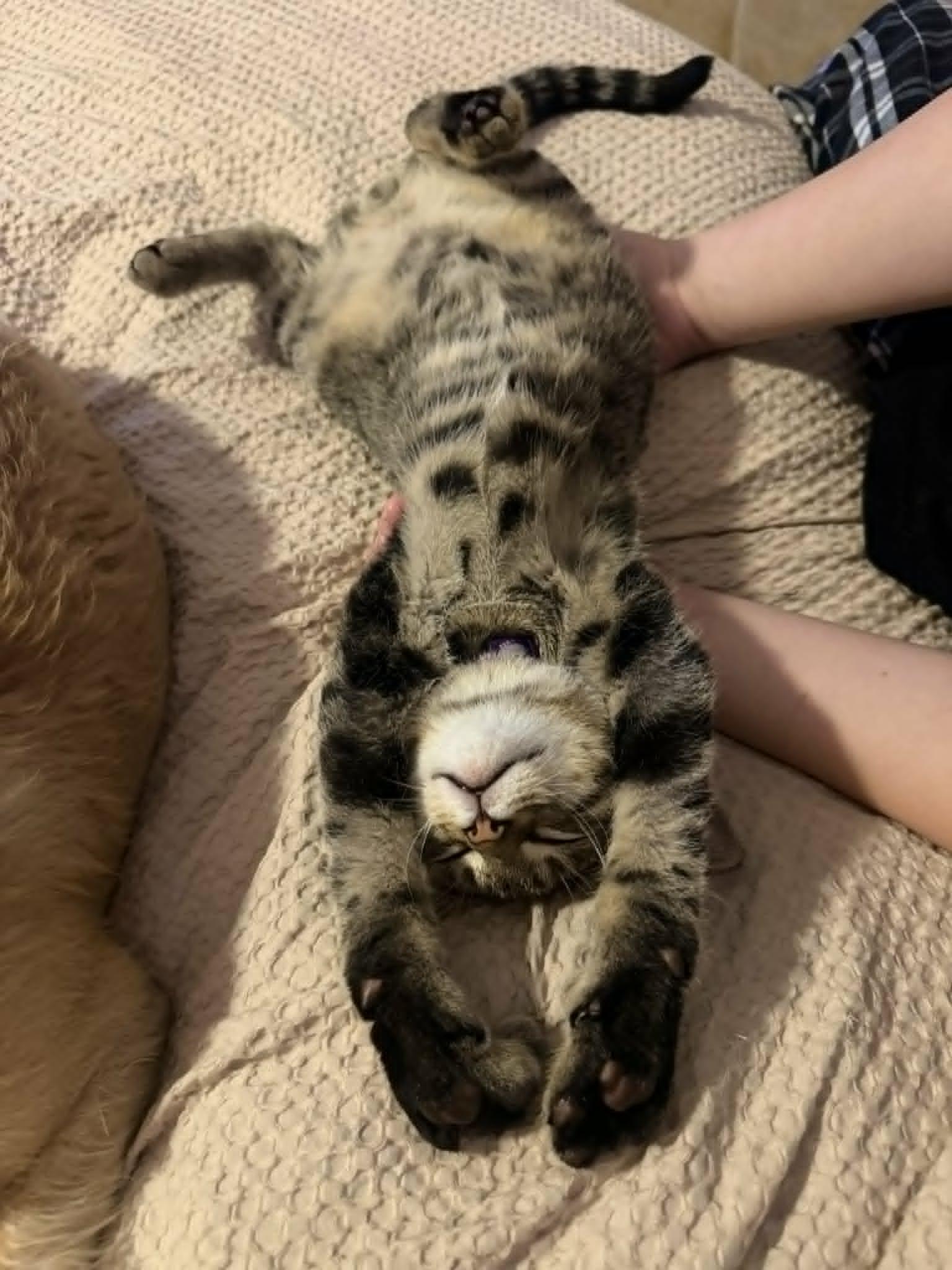 Loki, ADOPTABLE, Kitten Male Tabby.