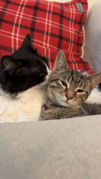 Enlarge Loki, a ADOPTABLE Tabby in Haworth, NJ video 3/6