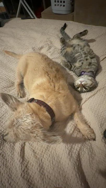 Enlarge Loki, a ADOPTABLE Tabby in Haworth, NJ video 2/6