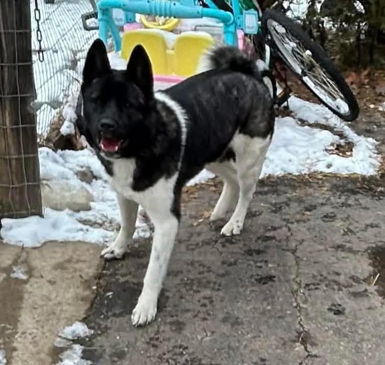 Gabi, ADOPTABLE, Young Female Akita.