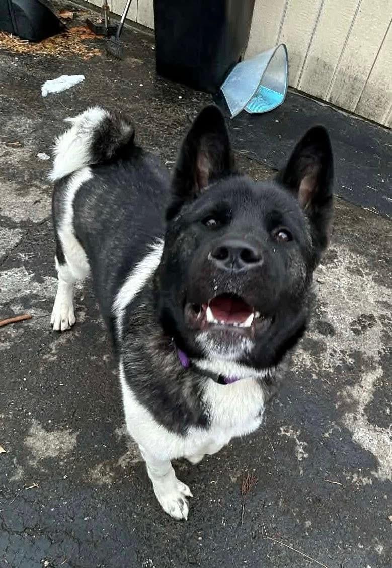 Enlarge Gabi, a ADOPTABLE Akita in Chicago, IL image 2/4